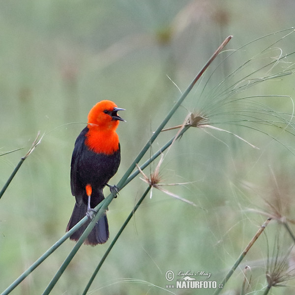 Scarlet-headed Blackbird (Amblyramphus holosericeus)