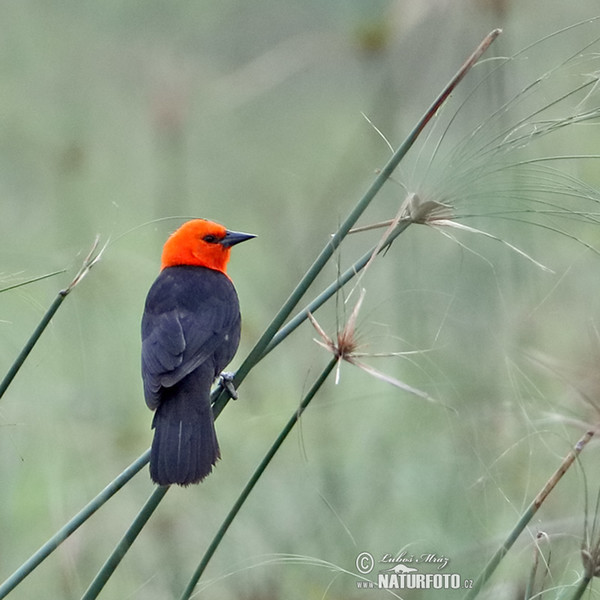 Scarlet-headed Blackbird (Amblyramphus holosericeus)