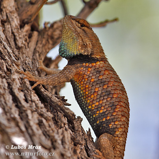 Sceloporus magister uniformis