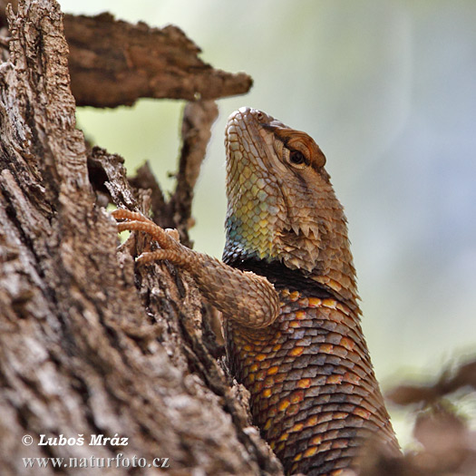 Sceloporus magister uniformis