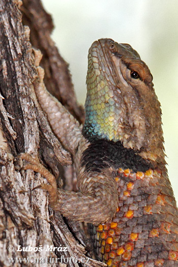 Sceloporus magister uniformis