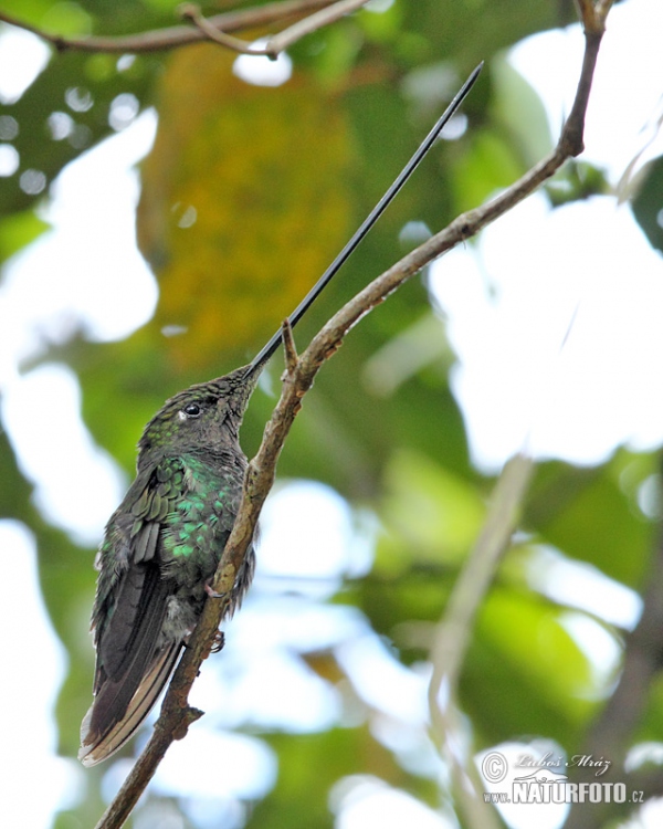 Schwertschnabelkolibri (Sword-billed Hummingbird)