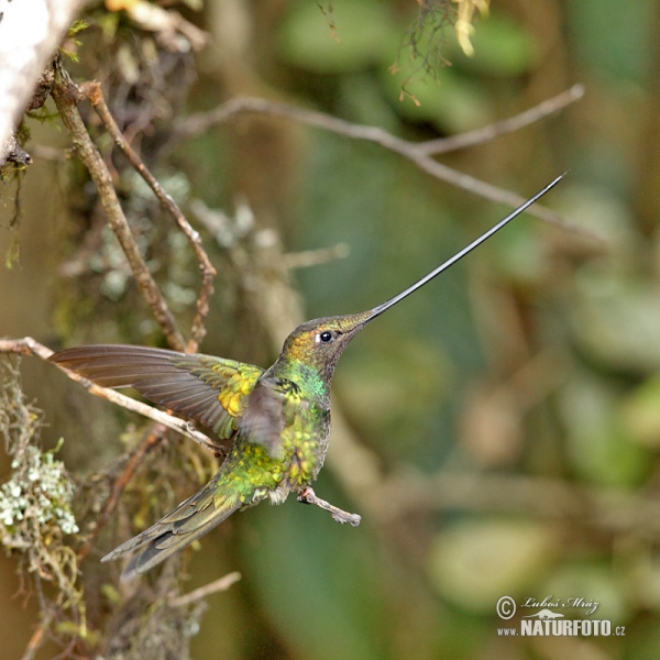 Schwertschnabelkolibri (Sword-billed Hummingbird)