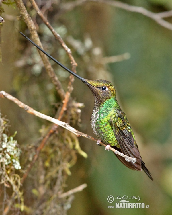 Schwertschnabelkolibri (Sword-billed Hummingbird)