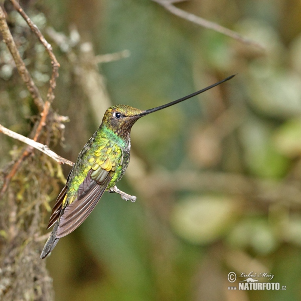 Schwertschnabelkolibri (Sword-billed Hummingbird)