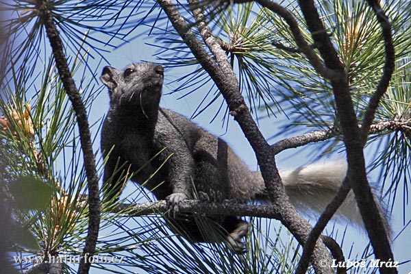 Sciurus aberti kaibabensis