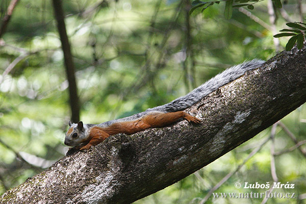 Sciurus variegatoides