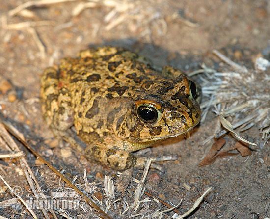 Sclerophrys gutturalis