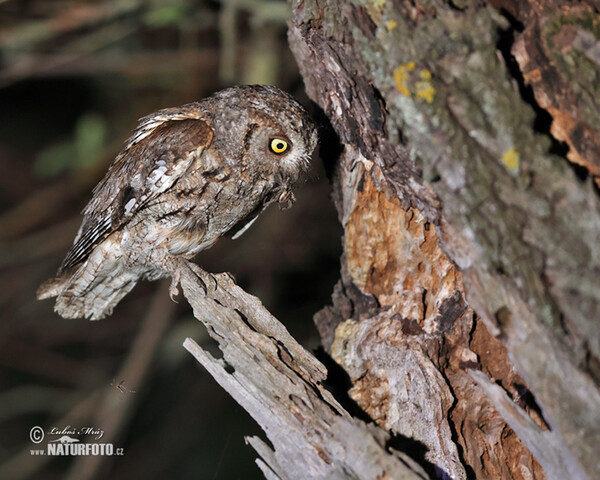 Scops Owl (Otus scops)