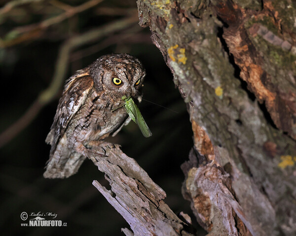 Scops Owl (Otus scops)