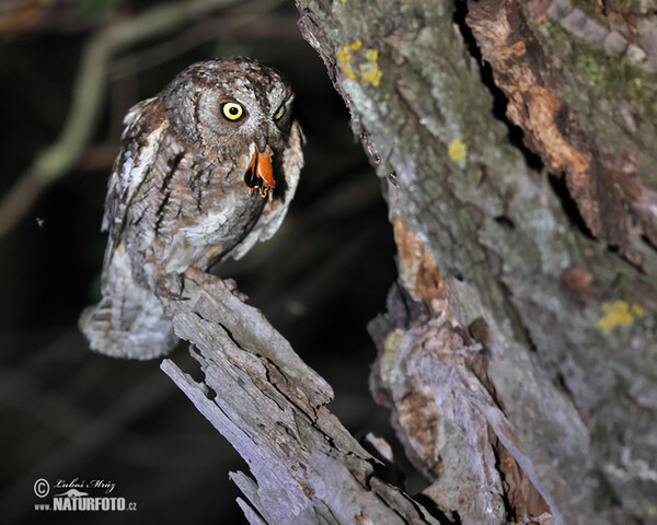 Scops Owl (Otus scops)