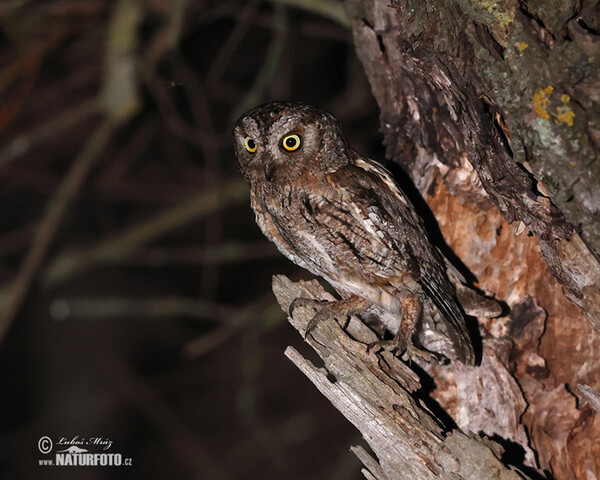 Scops Owl (Otus scops)