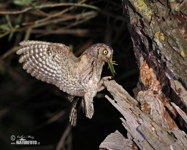 Scops Owl (Otus scops)