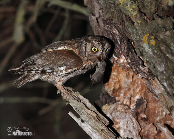 Scops Owl (Otus scops)