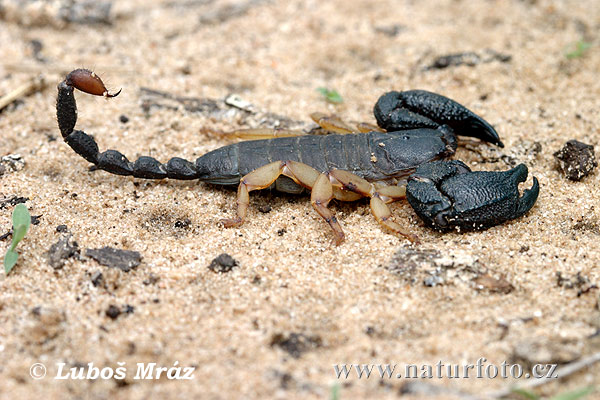 Scorpion (Opistocanthus sp.)