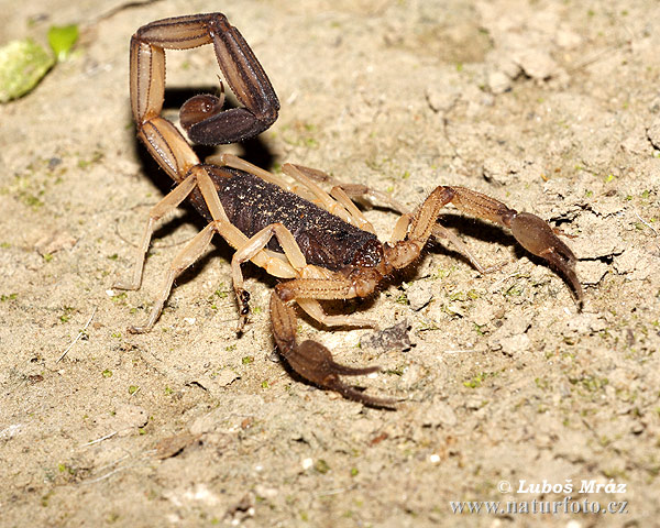 Scorpion (Centruroides sp.)