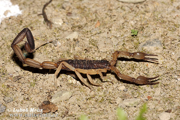 Scorpion (Opisthophthalmus sp.)