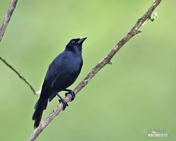 Scrub Blackbird (Dives warcewiczi)