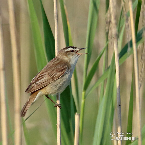 Sedge Warbler (Acrocephalus schoenobaenus)