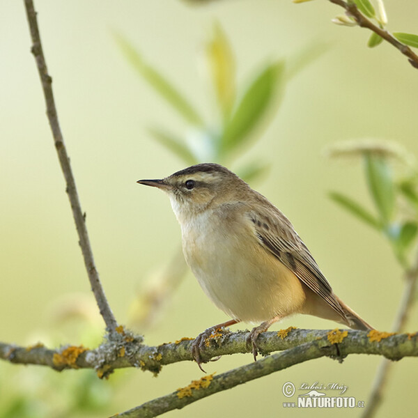 Sedge Warbler (Acrocephalus schoenobaenus)