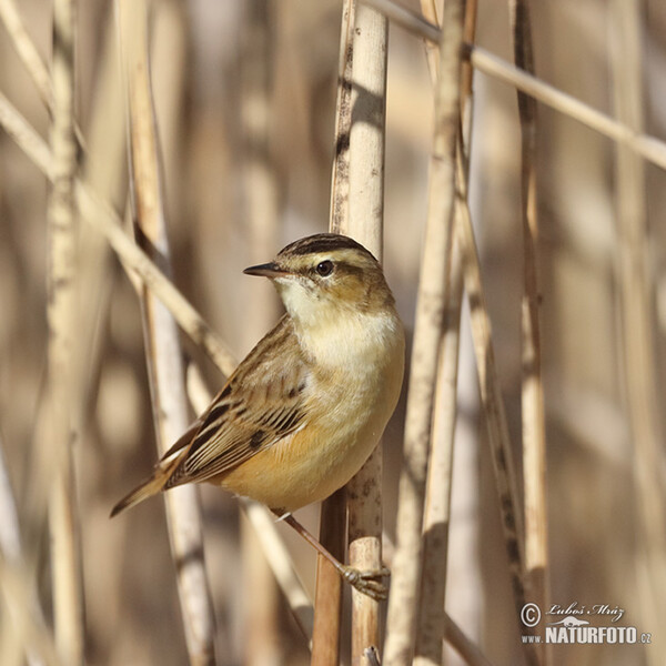 Sedge Warbler (Acrocephalus schoenobaenus)