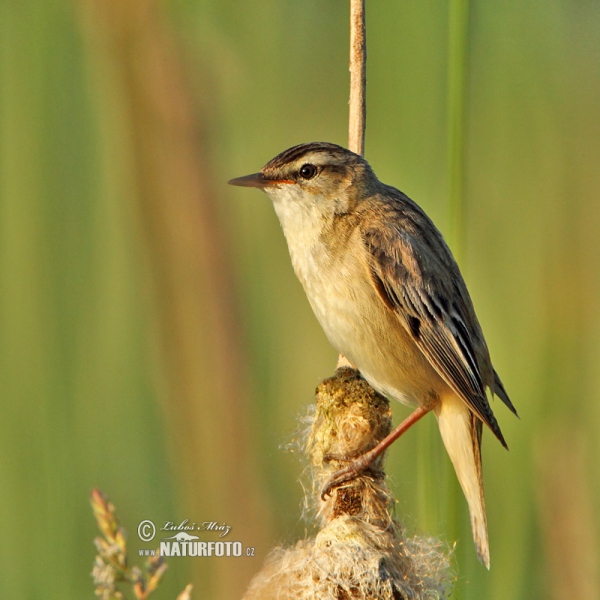 Sedge Warbler (Acrocephalus schoenobaenus)