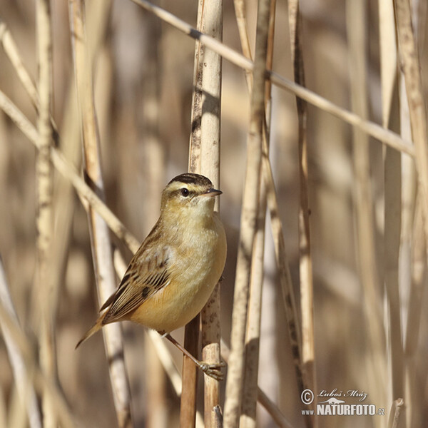 Sedge Warbler (Acrocephalus schoenobaenus)