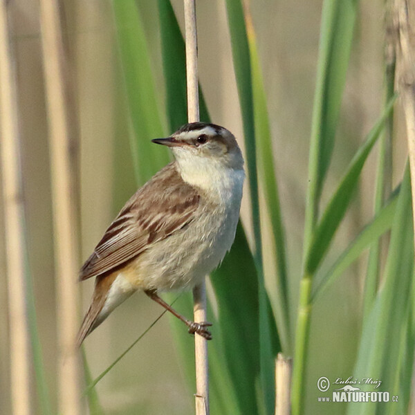 Sedge Warbler (Acrocephalus schoenobaenus)