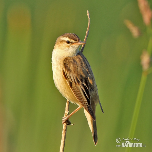 Sedge Warbler (Acrocephalus schoenobaenus)