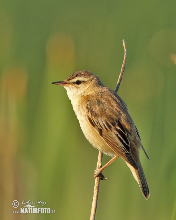 Sedge Warbler (Acrocephalus schoenobaenus)