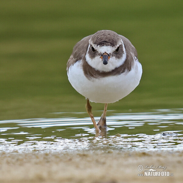 Semipalmated Plover (Charadrius semipalmatus)