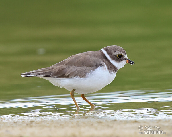 Semipalmated Plover (Charadrius semipalmatus)