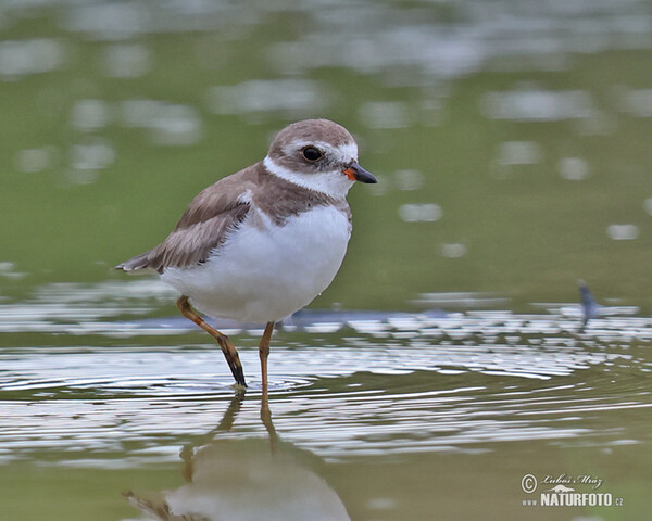 Semipalmated Plover (Charadrius semipalmatus)