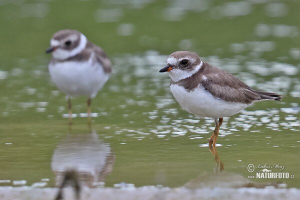 Semipalmated Plover (Charadrius semipalmatus)