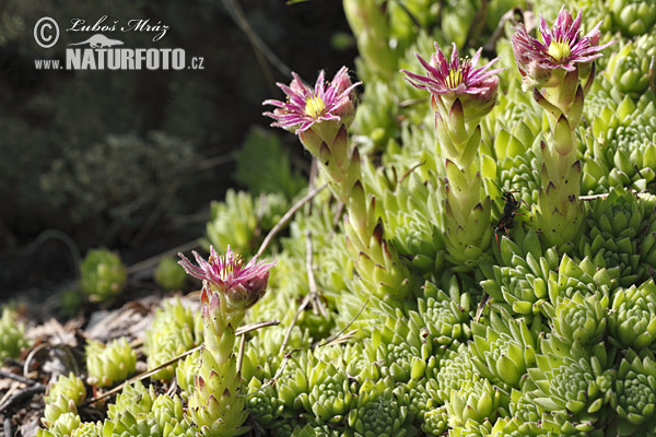 Sempervivum