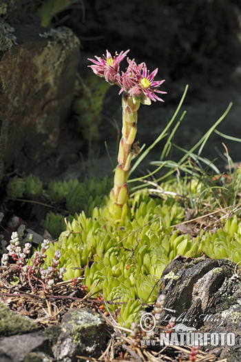 Sempervivum