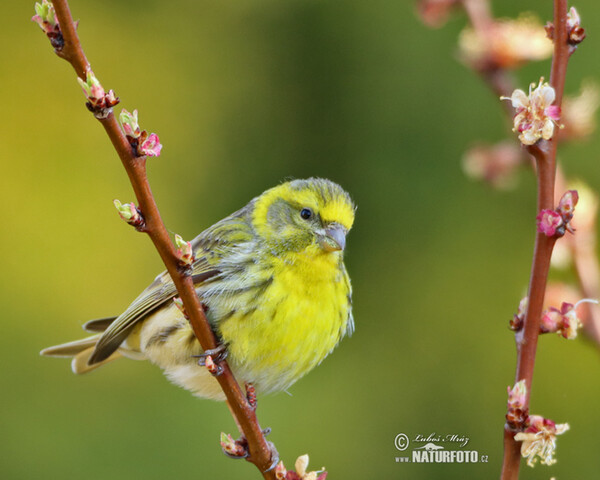 Serin (Serinus serinus)