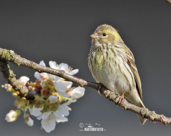 Serin (Serinus serinus)