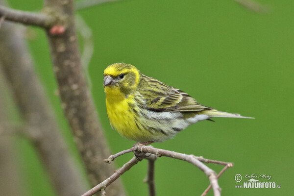 Serin (Serinus serinus)