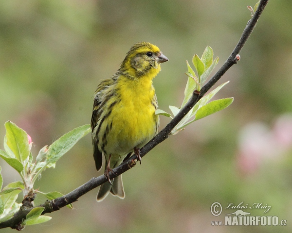 Serin (Serinus serinus)