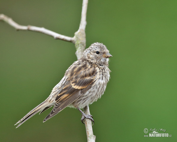 Serin (Serinus serinus)