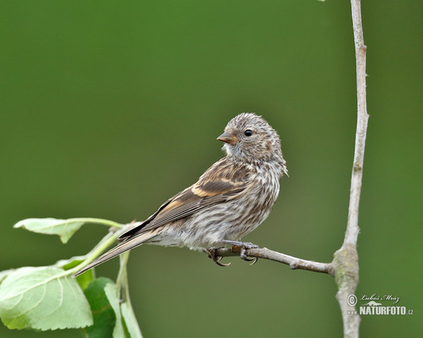 Serin (Serinus serinus)