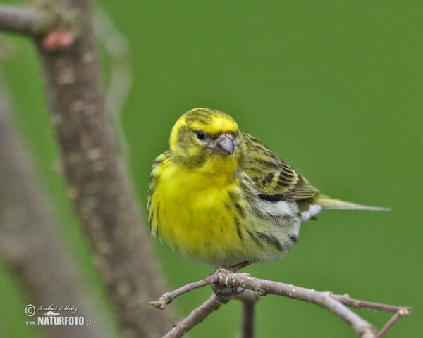 Serin (Serinus serinus)