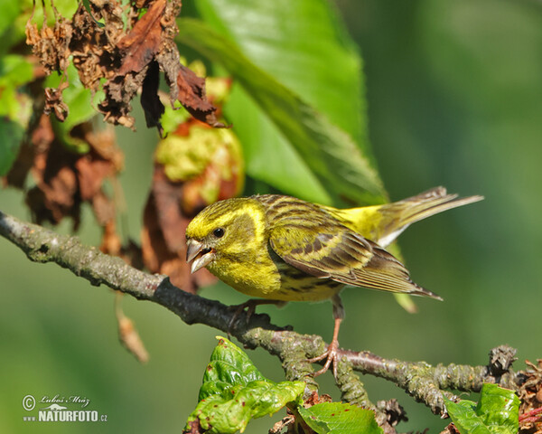 Serin (Serinus serinus)