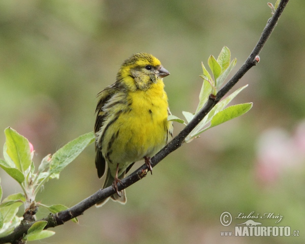 Serin (Serinus serinus)