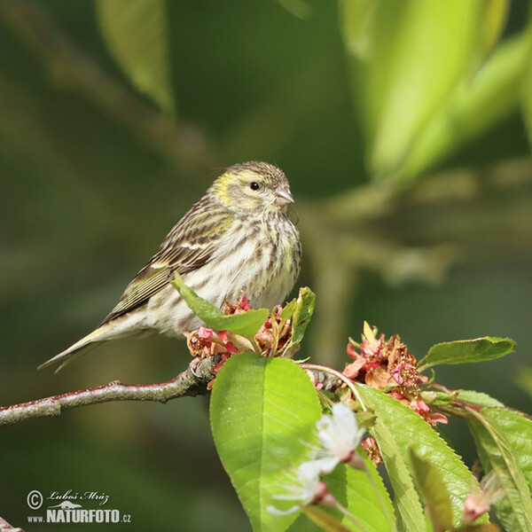 Serin (Serinus serinus)