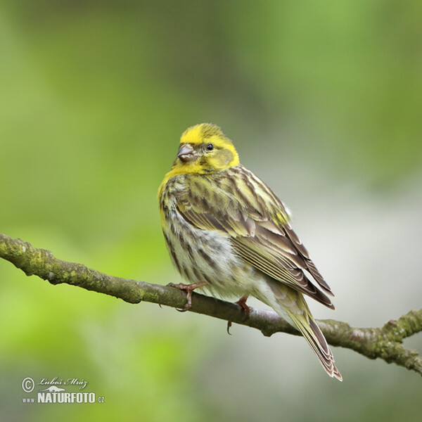 Serin (Serinus serinus)