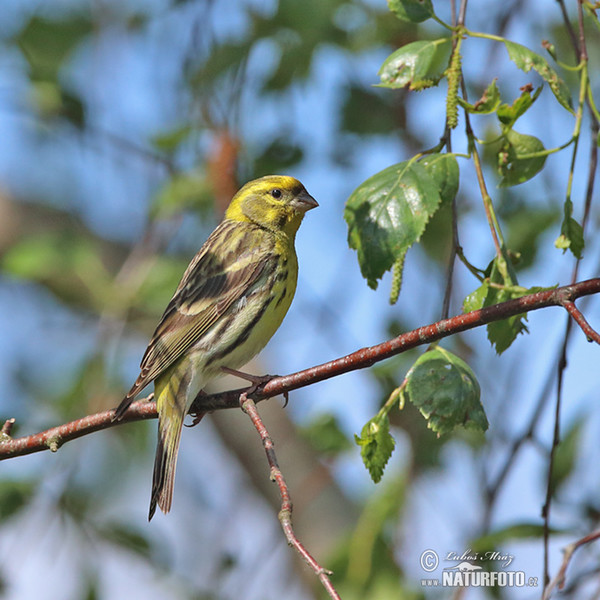 Serin (Serinus serinus)