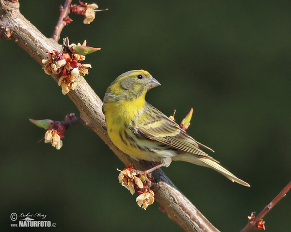 Serin (Serinus serinus)