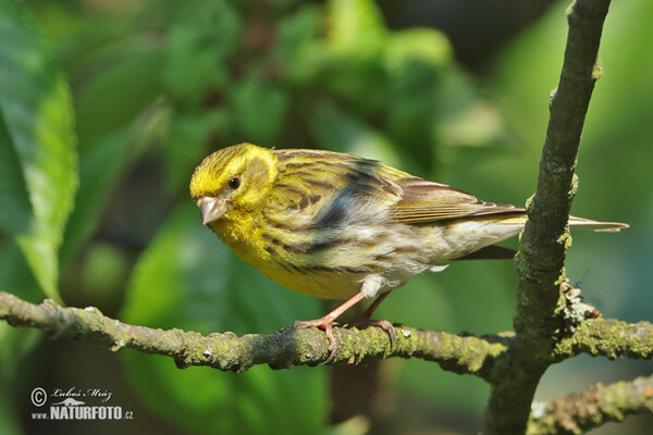 Serin (Serinus serinus)